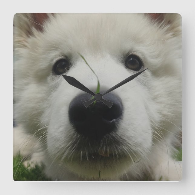 Swiss Shepherd Hund Wall Clock - Fullt Hund Fyrkantig Klocka (Framsida)