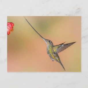 Sword-Billed Hummingbird in Flight Vykort