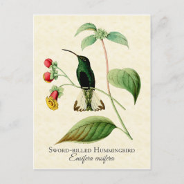 Sword Billed Hummingbird Vintage Art Vykort