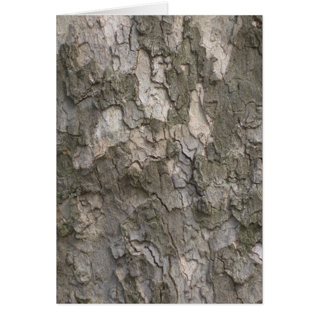 Sycamore bark hälsningskort (Framsidan)