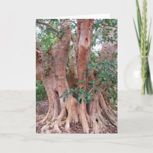 Sycamore Fig Träd Kort