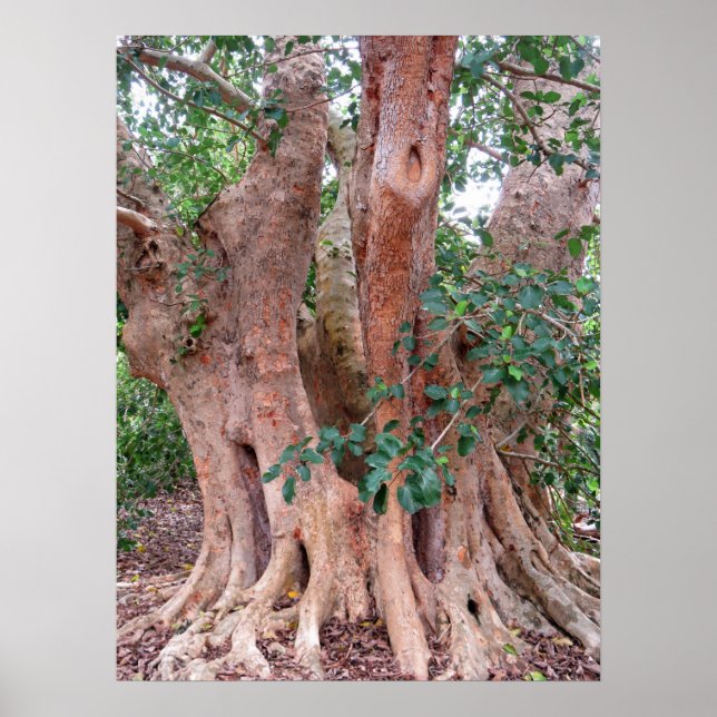 Sycamore Fig Träd Poster (Framsidan)