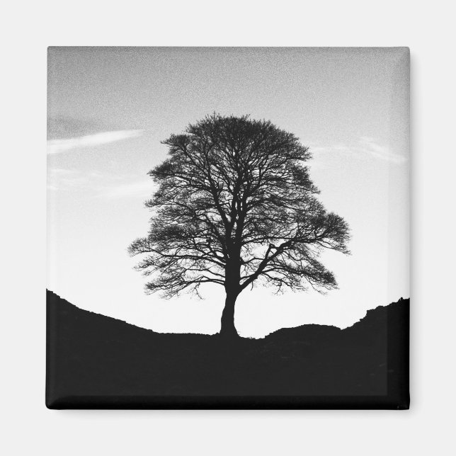 Sycamore Gap Magnet (Framsidan)