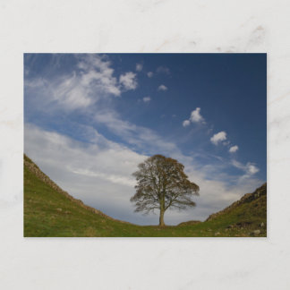 Sycamore Gap Vykort