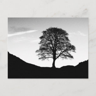 Sycamore Gap-vykort Vykort