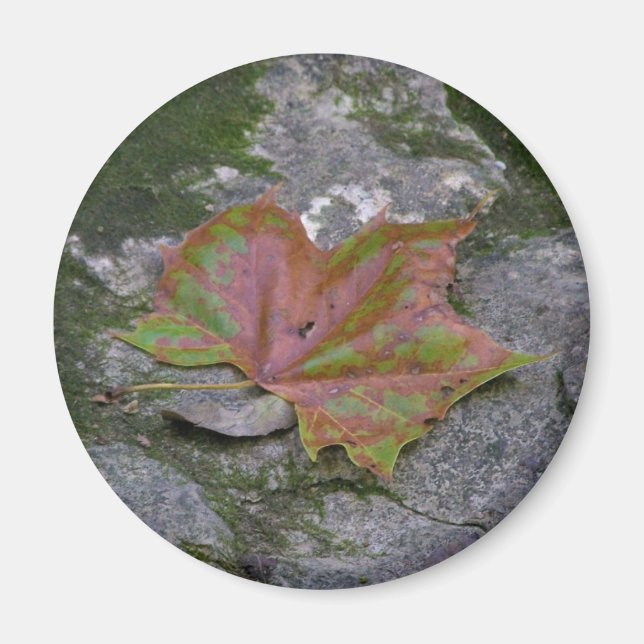 Sycamore Löv Magnet (Framsidan)