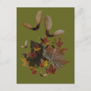 Sycamore Maple Lövs Collage DIY Postcard Vykort