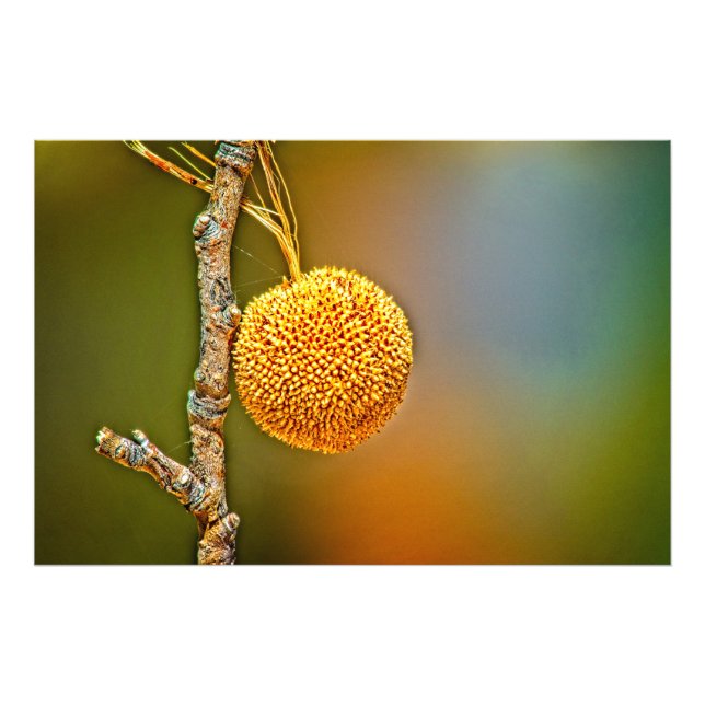 Sycamore Seed Boll Fototryck (Framsidan)