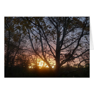 Sycamore Sunrise Hälsningskort
