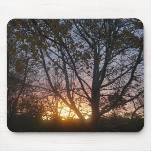 Sycamore Sunrise Musmatta