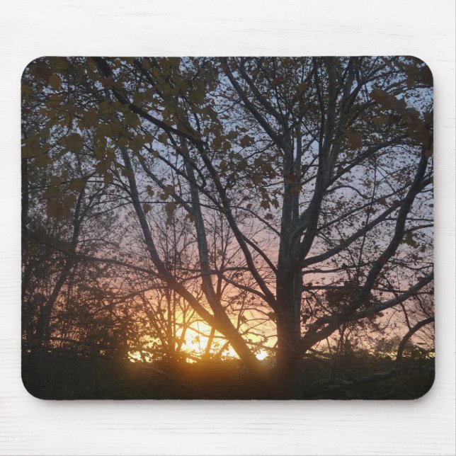 Sycamore Sunrise Musmatta (Framsidan)