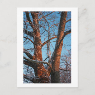 Sycamore Sunrise Vykort