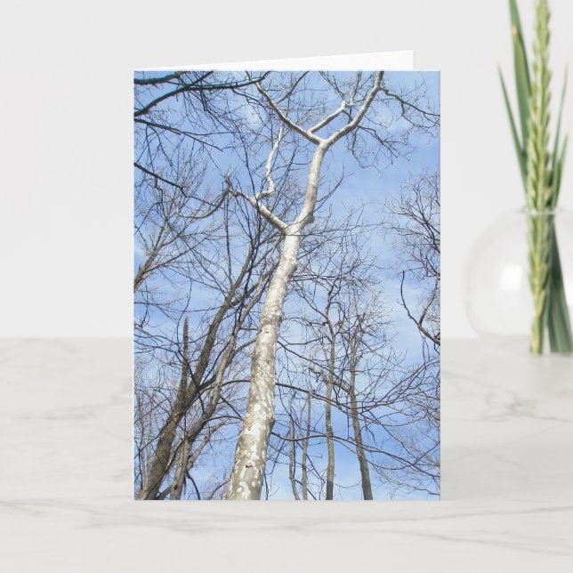 Sycamore Träd anteckningskort (Framsida)