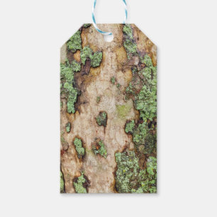 Sycamore Träd Bark Moss Lichen Presentetikett