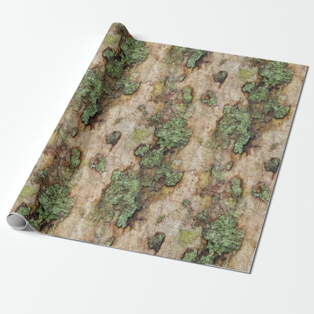 Sycamore Träd Bark Moss Lichen Presentpapper (Utrullad)