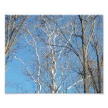 Sycamore Träd