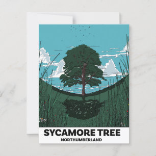 Sycamore Träd Gap Vykort