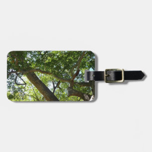 Sycamore Träd Grönt Natature Bagagebricka