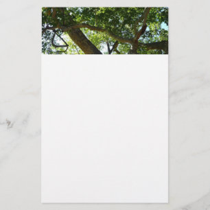 Sycamore Träd Grönt Natature Brevpapper