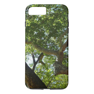 Sycamore Träd Grönt Natature