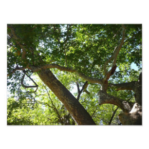 Sycamore Träd Grönt Natature Fototryck