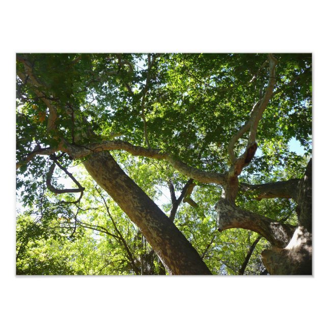 Sycamore Träd Grönt Natature Fototryck (Framsidan)