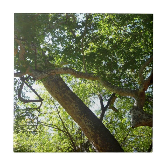 Sycamore Träd Grönt Natature Kakelplatta (Framsidan)