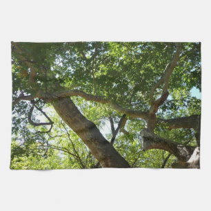 Sycamore Träd Grönt Natature Kökshandduk