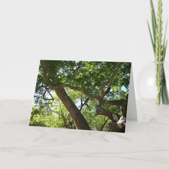 Sycamore Träd Grönt Natature Kort (Framsida)