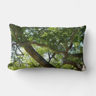 Sycamore Träd Grönt Natature Lumbarkudde