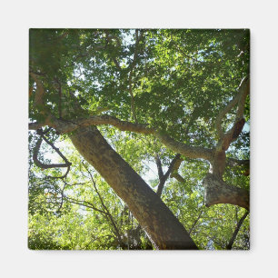 Sycamore Träd Grönt Natature Magnet