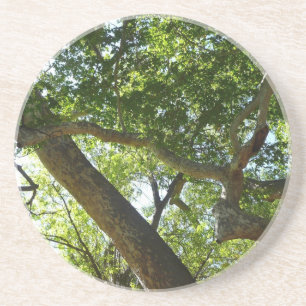 Sycamore Träd Grönt Natature Underlägg