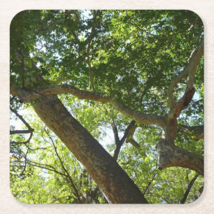 Sycamore Träd Grönt Natature Underlägg Papper Kvadrat