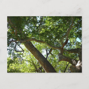 Sycamore Träd Grönt Natature Vykort