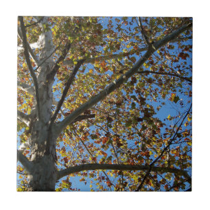 Sycamore träd i fallet mot blå himmel kakelplatta