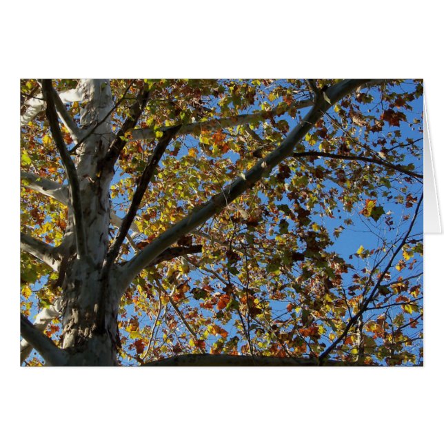 Sycamore träd i fallet mot ett blå himmel-kort hälsningskort (Framsidan Horizontal)
