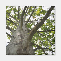 Sycamore Träd