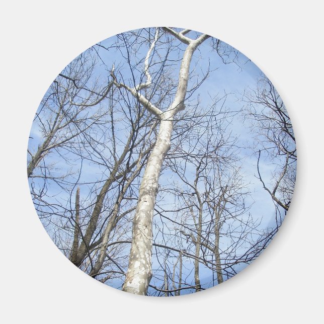 Sycamore Träd Magnet (Framsidan)