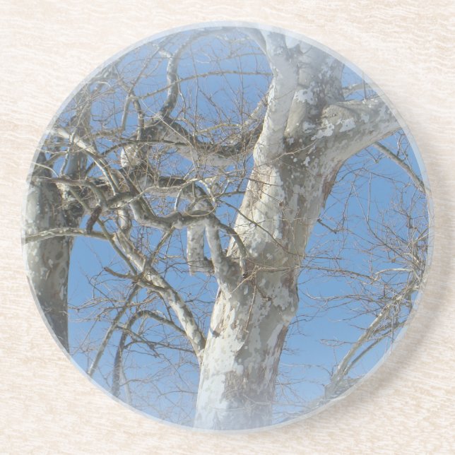 Sycamore Träd mot Winter Himlar Objekt Underlägg Sandsten (Framsidan)