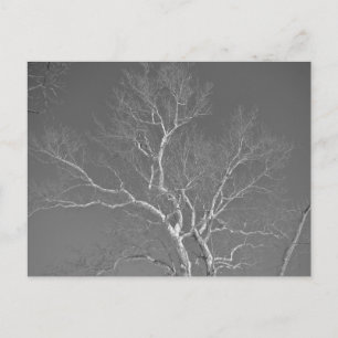 Sycamore Träd mot Winter Himlar Objekt Vykort