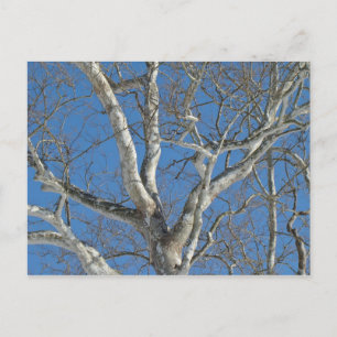 Sycamore Träd mot Winter Himlar Objekt Vykort