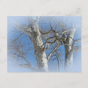 Sycamore Träd mot Winter Himlar Objekt Vykort