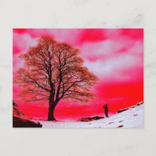 Sycamore Träd vykort