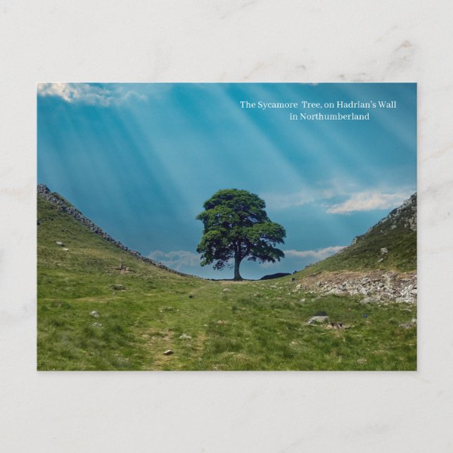 Sycamore Träd Vykort (Framsida)