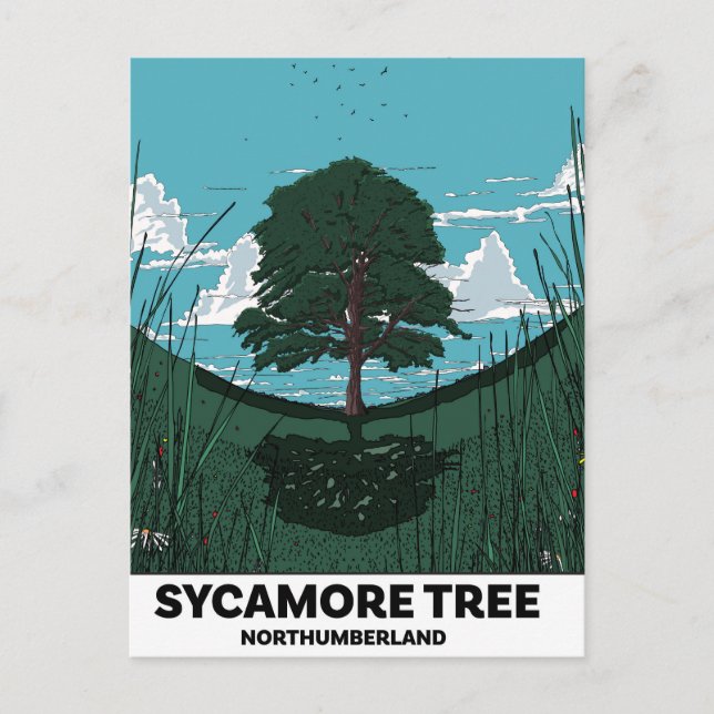 Sycamore Tree Gap Vykort (Framsida)