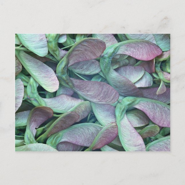 Sycamorefrön Vykort (Framsida)