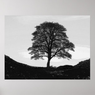 SycamoreGap affisch/tryck Poster