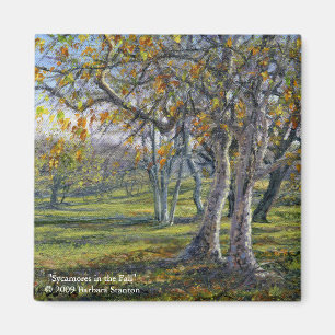 Sycamores i Fall Magnet