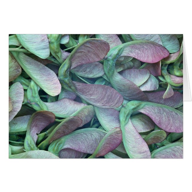 Sycamorfrön Hälsningskort (Framsidan Horizontal)