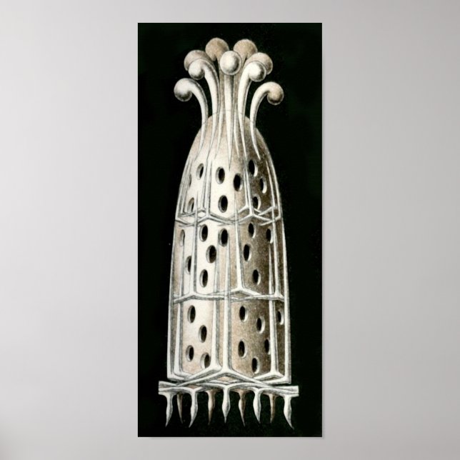 Sycandra compressa, Ernst Haeckel Fine Art Poster (Framsidan)